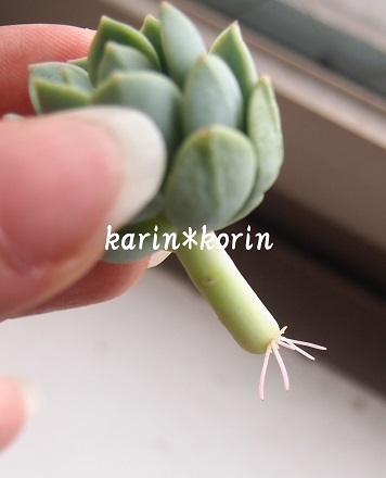 群月花の葉挿しと挿し木 多肉植物 Karin Korin のんびり菜園と手作り石けん